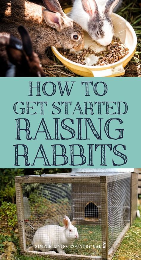 Get started with rabbits. How to raise backyard rabbits. Raising rabbits for beginner's guide. From what to feed rabbits and what rabbit cages to buy. How to deal with rabbit health issues and what rabbit breeds to choose this rabbit guide is all you need to get started raising this wonderful animal. #raisingrabbits #rabbitsforbeginners #backyardrabbits Raising Bunnies Outside, How To Raise Rabbits, Bunny Farm Ideas, Raising Rabbits For Profit, How To Raise Meat Rabbits, Rabbits Cage Ideas, How To Take Care Of Rabbits, What Do Rabbits Eat, Raising Rabbits For Pets