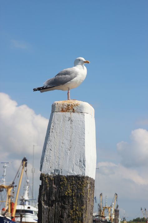 Seagull Harbour Oudeschild Texel Island - meeuw Jaws 1975, Africa Nature, English Seaside, Brighton Pier, British Beaches, Beach Colors, Spring In The City, British Seaside, Maine Coast