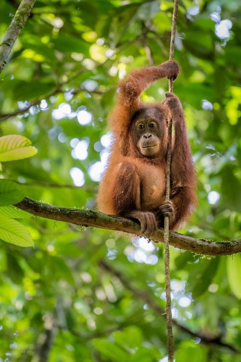 In en rondom Indonesië vind je prachtig tropisch regenwoud met bijzondere dieren. Op de eilanden Borneo en Sumatra beschermen we neushoorns, tijgers, olifanten en orang-oetans. Mixed Animals, Jungle Fever, Rainforest Animals, Great Ape, Primates, Flora And Fauna, Art Sketchbook, Funny Cute, Animals Wild