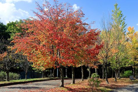 Kwanzan Cherry Tree Landscaping, Kwanzan Cherry Tree, Flowering Cherry Tree, Cherry Tree, Landscape Trees, Flowering Trees, Best Practices, Autumn Trees, Flower Beds