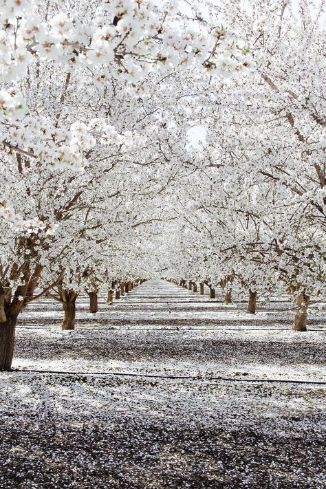 Winter Planting - Want more information and details? Click to visit for more ideas. Winter Planting, White Blossom Tree, Japan Cherry Blossom, Tree Tunnel, White Blossom, Almond Tree, Blooming Trees, Winter Plants, Sakura Tree