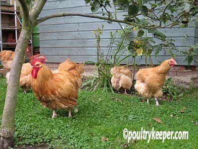 Good things to know if you want at home composting machines that keep out insects and make breakfast.... Chicken Manure, Types Of Chickens, Urban Chickens, Chicken Eating, Chicken Garden, Keeping Chickens, Chicken Feed, Chickens And Roosters, Chicken Runs