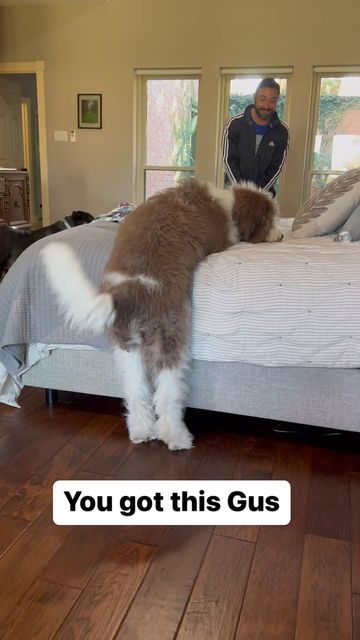 Augustus “Gus” St. Berdoodle on Instagram: "When you’re a puppy trapped in a big dogs body #saintberdoodles #saintberdoodlepuppy #doodlesofinstagram #saintberdoodlelove #dogsofinsta #doodleperfect #dogsvsdepression" Saint Berdoodle, St Berdoodle, Live Animals, Baby Animals Pictures, Cute Animals Images, Pet Life, Re A, Saint Bernard, A Puppy