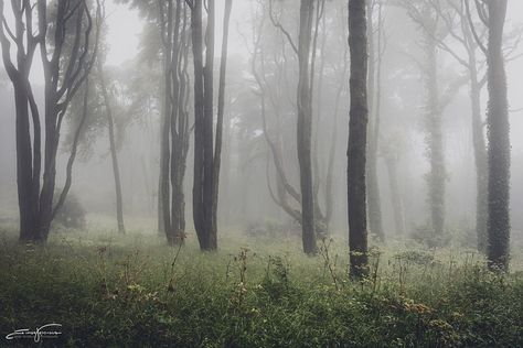 Another foggy morning Foggy Forest Aesthetic Wallpaper Laptop, Dullcore Wallpaper Laptop, Foggy Forest Wallpaper Desktop, Fairy Grunge Desktop Wallpaper, Fairycore Aesthetic Wallpaper, Foggy Forest Wallpaper, Grunge Fairycore Aesthetic, Grunge Pics, Fairycore Wallpaper