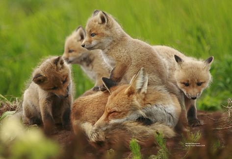 Red Foxes, Fantastic Fox, Fox Family, Fox Pictures, Pet Fox, Rare Animals, The Fox And The Hound, Little Critter, Wild Dogs