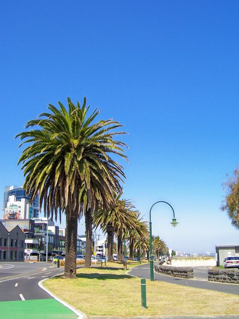 Palm trees at the beach, Port Melbourne, Victoria. Australia. Photo by Dana Bonn Port Melbourne Beach, Interactive Publication, French Presentation, Port Melbourne, Photoshoot Moodboard, Ideal Lifestyle, Melbourne Beach, South Melbourne, Inspiring Photos