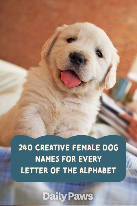 Did you just get a female dog? Give your new family member a name that truly suits her with one of these cute female dog names. #dognames #puppynames #puppyparents #cutedognames D Names For Girls, Puppies Names Female, Corgi Names, Sheepadoodle Puppy, Girl Dog Names, Female Dog Names, Best Dog Names, Cute Names For Dogs, Cute Corgi Puppy