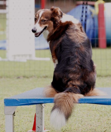 Colors, Markings & Other Physical Traits - English Shepherd Club Physical Traits, English Shepherd, Art References, Shepherd Dog, The English, Tri Color, Black And Tan, Color Patterns, Dog Breeds