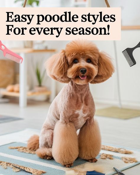 Want your mini poodle puppy looking its best with minimal fuss? Check out these easy poodle haircut styles that keep your pup cute and comfortable. From the classic poodle puppy cut to trendy toy poodle haircut ideas, there’s a look for every season. Discover the best poodle haircut styles to keep grooming simple and stylish for your anjing poodle! #gg #pethealthcaretips #minipoodlecuts Mini Poodle Puppy Haircut, Miniature Poodle Haircut Styles Teddy Bears, Mini Poodle Haircut Styles, Mini Poodle Haircut, Toy Poodle Haircut Styles, Toy Poodle Haircut Teddy Bears, Toy Poodle Puppy Cut, Miniature Poodle Haircuts, Poodle Grooming Styles