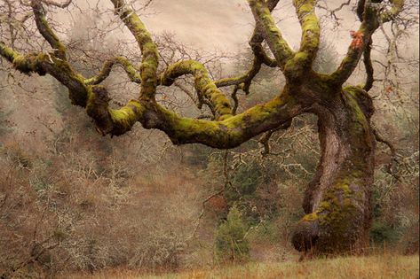 ancient tree Hollow Tree, Forest Wall Mural, Old Tree, Old Trees, Nice Art, Ancient Tree, Unique Trees, Nature Tree, Beautiful Tree