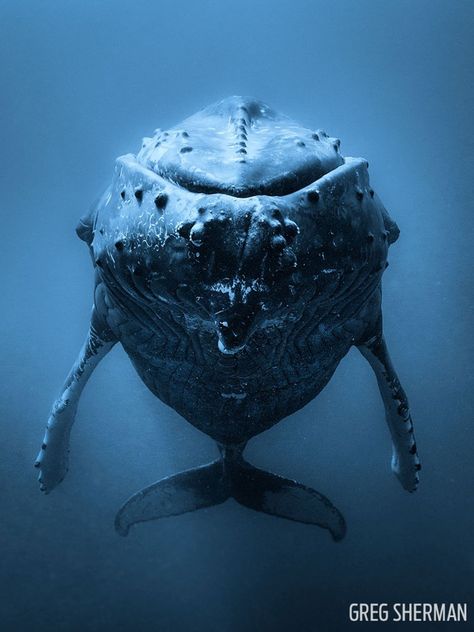 What an awesome face to face! Truk Ford, Whale Pictures, Creature Marine, Diving Photography, Sea Mammal, Shark Diving, Underwater Creatures, Underwater Photos, Marine Mammals