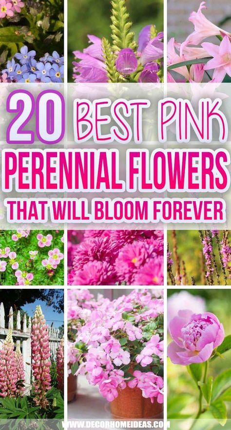 32 Best Pink Perennial Flowers That Will Bloom Forever | Decor Home Ideas Purple Pink And White Flower Garden, Pink Flower Plant, Pink Flower Planter Ideas, Pink Plants Outdoor, All Pink Garden, Pink Flower Bed, Pink Flower Garden, Cottage Gardening, Patio Oasis