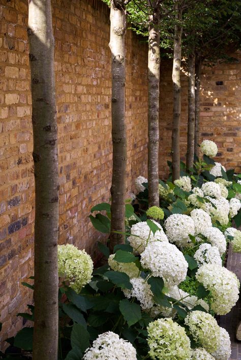 Modern Garden Border Ideas, Bamboo Screen Garden, Garden Screen, Snow Landscape, Front Garden Design, Hydrangea Garden, Garden Screening, Killarney, Family Garden