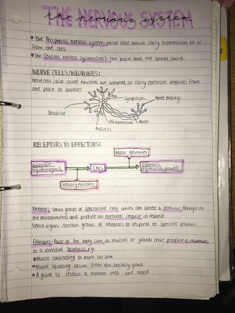 Biology Notes Nervous System, The Nervous System Notes, Med School Notes Aesthetic, Nursing School Aesthetic Notes, Nursing School Notes Study Guides Free, Nervous System Notes Aesthetic, Aesthetic Revision Notes, Nursing Notes Aesthetic, Nervous System Notes