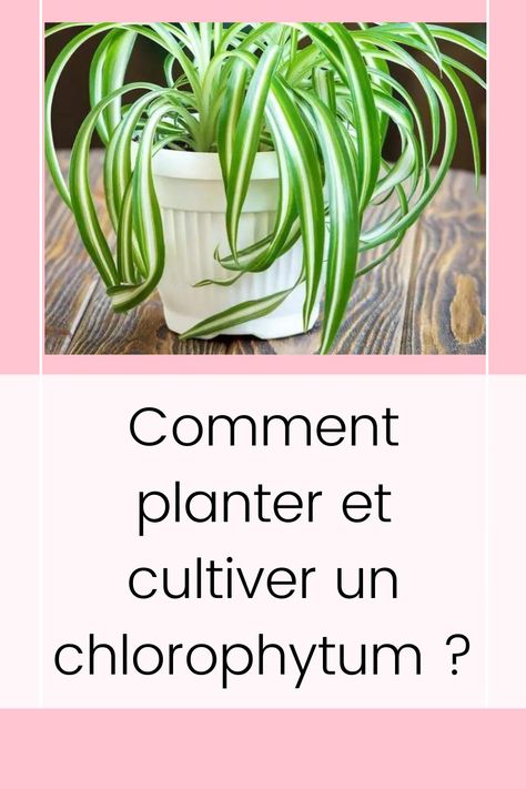 Comment planter et cultiver un chlorophytum ? Quick Saves