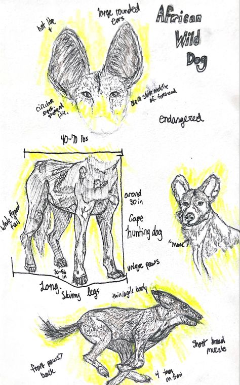 African Painted Dog, African Hunting Dog, Wildlife Drawings, African Hunting, Painted Dog, Dog Anatomy, Spotted Dog, Wild Dog, African Wild Dog