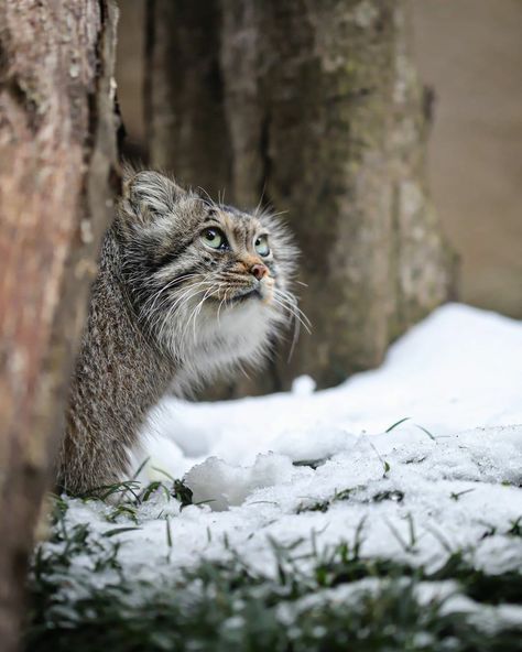 Pallas Cat Aesthetic, Manul Cat, Pallas Cats, Black Footed Cat, Pallas Cat, Small Wild Cats, Pallas's Cat, Sand Cat, Cat Species