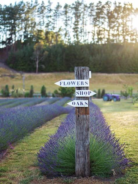 Lavender Inspiration, Lavender Business, Flower Farms, Farm Inspiration, Lavender Field, Farm Land, Farm Ideas, Lavender Harvest, Lavender Patch