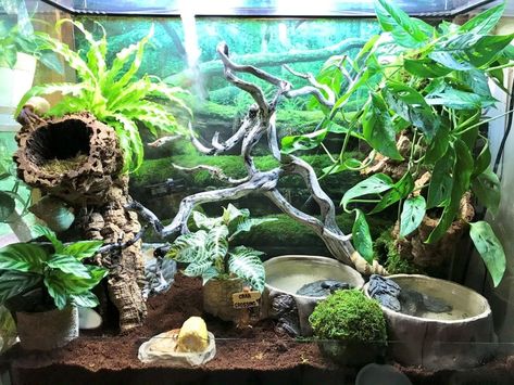 Hermit Crab Vivarium w/ live plants, 101 gallons - HCA: Hermit Crab Association Hermit Crab Pools, 10 Gallon Hermit Crab Tank Ideas, Diy Hermit Crab Habitat Ideas, Hermit Crab Tank Setup, Crabitat Ideas Diy Hermit Crab Habitat, Hermit Crab Enclosure, Hermit Crab Habitat Ideas, Crab Terrarium, Hermit House