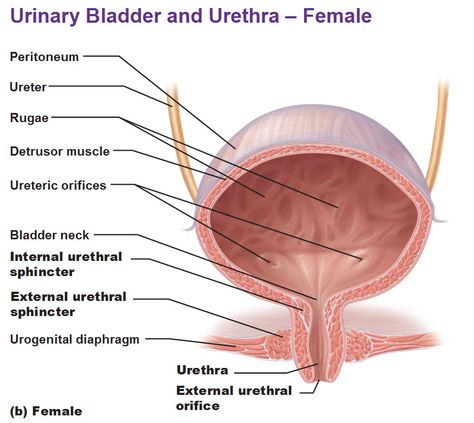 The Urinary System: Urinary bladder and urethra - female The Urinary System, Urinary Bladder, Anatomy Education, Life Science Activities, Urinary System, Medicine Notes, Basic Anatomy And Physiology, Medical Surgical Nursing, Human Body Anatomy