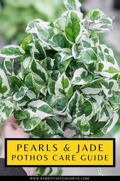 Learn everything you need to know about pearls and jade pothos care! This variety has a gorgeous strong green and white variegation, with smaller leaves and a trailing habit. Hang Plants From Ceiling, Pothos Care, Jade Pothos, Herbs For Chickens, Pothos Plant Care, Household Plants, Thriving Garden, Inside Plants, Pothos Plant