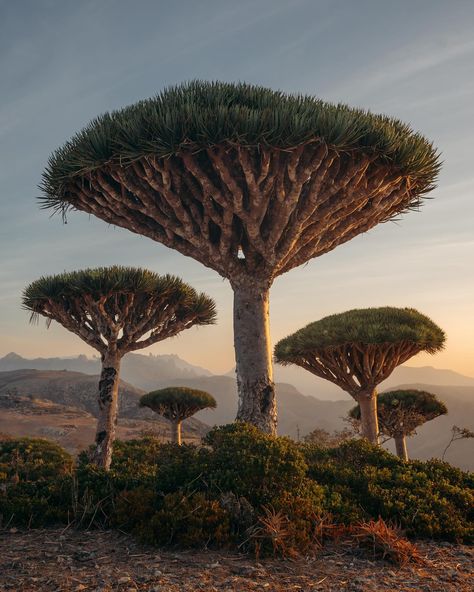 Have you ever heard of a dragon blood tree? 🐉 🩸 🌳 This is the Dracaena cinnabari and might be the coolest looking tree I’ve ever seen on this planet. Only located on the small island of Socotra these trees got the nickname dragon blood because of its blood like colour sap. These trees grow extremely slow taking 100’s of years to get to what we see in the photos. last photo is an 18 year old tree and it’s only a little shrub. 😅 Anyways if you would like to see these magical trees you need to g... Socotra Dragon Tree, Dracaena Cinnabari, Dragon Plant, Magical Trees, Socotra Island, Dragon Blood Tree, Endangered Plants, Cool Photoshop, Record Stand