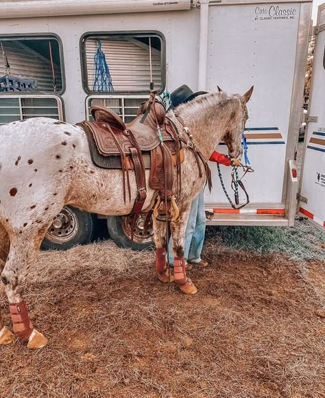 Cute Western Horses, Barrel Racing Aesthetic, Horse Tack Western, Barrel Racing Tack Rodeo, English Horses, Western Things, Rodeo Time, Indian Horses, Western Horses