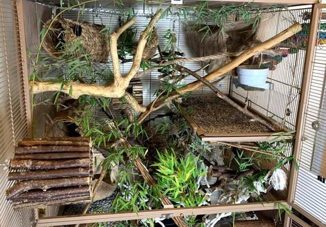 Introducing Bioactive and Naturalistic Principles to Your Rat Cage Bioactive Mouse Enclosure, Natural Rat Cage Setup, Budgie Cage Setup Ideas, Naturalistic Rat Cage, Bioactive Rat Cage, Rat Enrichment Ideas, Rat Cage Set Up, Natural Rat Cage, Rat Cage Setup Ideas