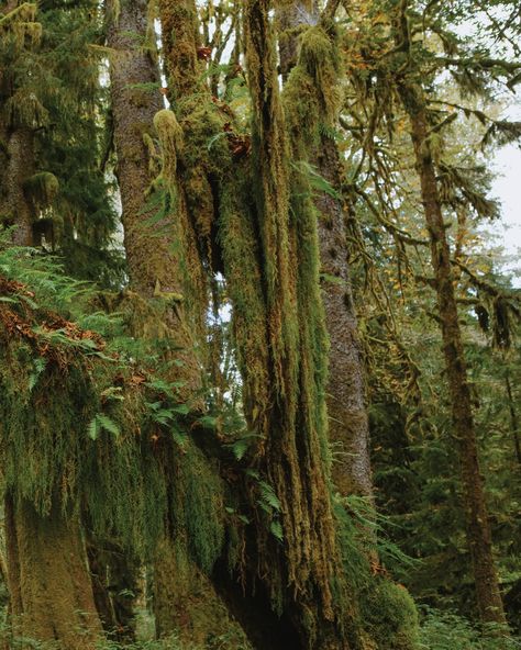 Washington’s Quinault Rainforest 🌲🍁🌿 WOW. Quinault Rainforest, Washington, Quick Saves