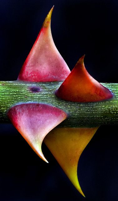 Thorns by Darren Stone Zoom Photography, Macro Fotografie, Macro Fotografia, Foto Macro, Photography Ideas At Home, Photo Macro, Foto Tips, Close Up Photography, Macro Photos