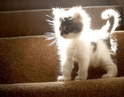 Glowing kitty Angel Kitten, Humor Animal, Söt Katt, Hodge Podge, Pretty Kitty, Funny Animal Quotes, 웃긴 사진, Cute Kittens, E Card