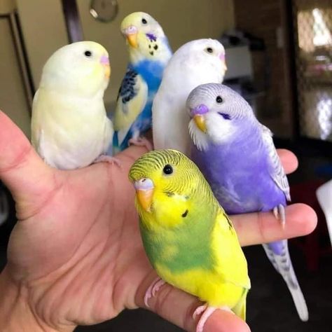 Funny Budgies, Cute Budgies, Birds In Nature, Budgies Parrot, Budgie Bird, Parakeet Bird, Budgies Bird, Funny Parrots, Cute Small Animals