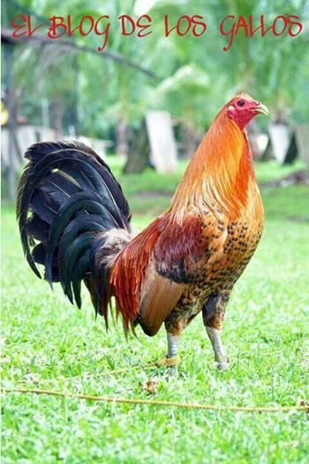 Gallo de Pelea Thunder Chicken, Rooster Breeds, Game Fowl, Dust Bath, Bull Elk, Beautiful Chickens, Eagle Pictures, Backyard Flocks, Rooster Art