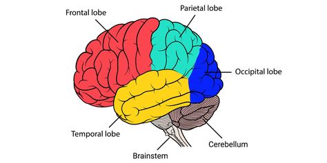 Neuroscientists uncover new insights into the cerebellum's role in learning Brain Regions, Nucleus Accumbens, Occipital Lobe, Corpus Callosum, Frontal Lobe, Brain Structure, White Matter, Gut Brain, Cognitive Science