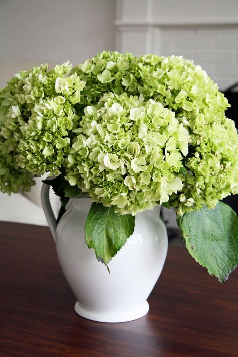 H ydrangea are one of my favorite flowers. Last summer I planted twenty hydrangea bushes. The varieties are Endless Summer, Limelight, Al... Flower Arrangement In Pitcher, White Pitcher With Flowers, Green Hydrangea Arrangements, Hydrangea Decor Home, Hydrangea Table Arrangements, Hydrangea In Vase, Hydrangea Centerpiece Wedding, Hydrangea Decor, Hydrangea Green