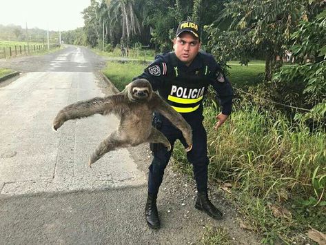 En Costa Rica un policía rescatando  a un precioso y adorable  OSITO PEREZOSO Costa Rica Travel, Costa Rica, Funny Images, Funny, Animals, Travel