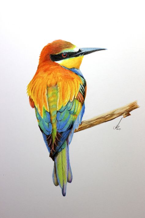 Watercolours Art, Bird Sketch, Fabric Paint Designs, Bee Eater, Garden Journal, Watercolor Rainbow, Beautiful Bird, Watercolor Art Lessons, Prismacolor Pencils