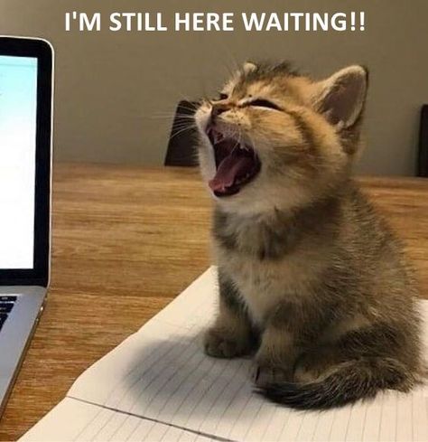 I'M STILL HERE WAITING!! Small Kittens, Kittens Funny, Funny Cat Memes, Cute Cats And Kittens, Cute Kittens, Silly Cats, Cat Clothes, Beautiful Cats, 귀여운 동물