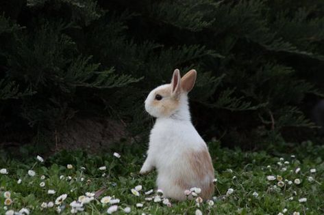 rabbit in field White Rabbit, Animals Of The World, Sweet Animals, Cute Little Animals, 귀여운 동물, Cute Bunny, Bunny Rabbit, Spirit Animal, Alice In Wonderland