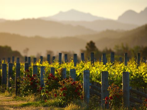 You don’t have to go to Tuscany to drink world-class Sangiovese or Montepulciano. Turns out, some of the world’s best Italian wine is made in Middle-earth. #wine #wineeducation Red Wine Aesthetic, Tuscan White Bean Soup, Best Italian Wines, Tuscan White Bean, Marlborough Sounds, New Zealand Wine, Wine Aesthetic, Wedding Invite Ideas, New Zealand Adventure