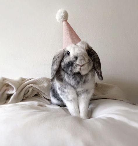 Bunny Photoshoot Ideas, Bunny Photoshoot, Play Bunny Photoshoot, Rabbit Photoshoot, White Rabbit Photoshoot, Pictures With Bunnies Photo Ideas, Photoshoot With Rabbit, Cuteness Overload, Cute Animals