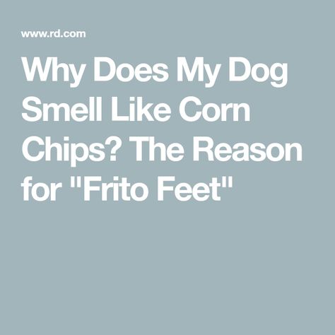 Why Does My Dog Smell Like Corn Chips? The Reason for "Frito Feet" Dog Smells Like Corn Chips, Dog Paws Smell Like Fritos, Shampoo Design, Dog Remedies, Dog Breath, Paw Cleaner, Dog Smells, Dog Wash, Dog Facts