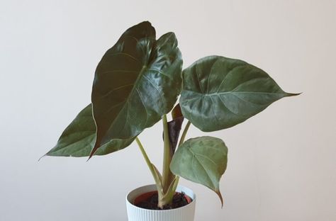 Alocasia Wentii, Purple Umbrella, Dragon Garden, Oxalic Acid, Smart Garden, Garden Guide, Neem Oil, Mother Plant, House Plants Indoor