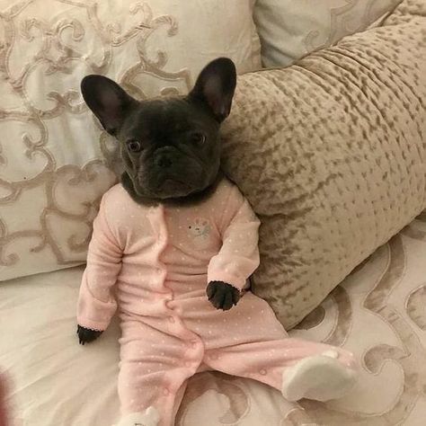 14 Hilarious Pictures Of French Bulldogs To Brighten Your Day Small Dog, Bulldog, Pajamas, Bed, Dogs, Pink, Clothes, Black