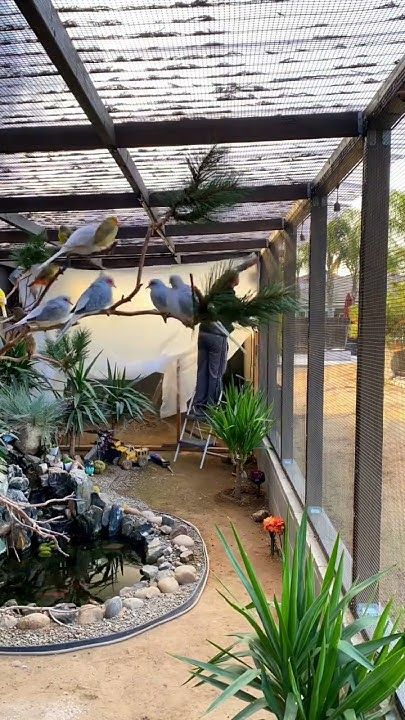 Walk In Aviary, Outdoor Aviary Ideas, Birds Cage Ideas Outdoor, Chicken Aviary, Indoor Bird Room Ideas, Indoor Aviary Ideas, Bird Aviary Ideas Outdoor, Aviary Ideas Outdoor, Backyard Aviary