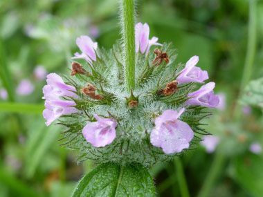 Wild Basil: Pictures, Flowers, Leaves & Identification | Clinopodium vulgare Basil Medicinal Uses, Wild Basil, Basil Flowers, Leaf Identification, Pictures Flowers, Nutritious Food, Herb Tea, Aromatic Herbs, Food Stuff