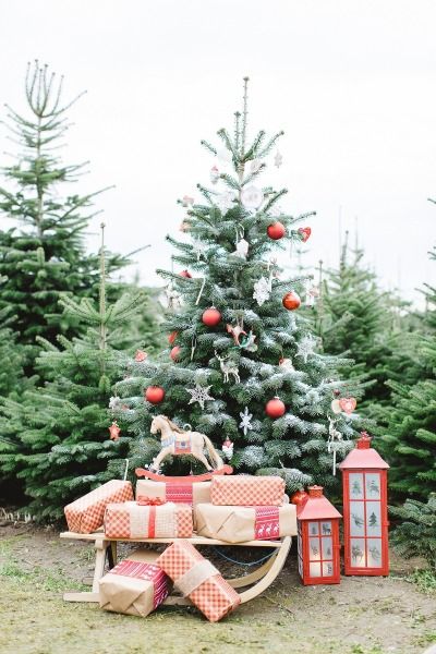 Pretty Christmas Tree: http://www.stylemepretty.com/destination-weddings/2014/12/24/festive-photo-shoot-in-germany/ | Photography: Tanja Kibogo - http://www.kibogophotography.com/ Christmas Tree Farm Pictures, Outdoor Christmas Photos, Tree Farm Photo Shoot, Christmas Tree Farm Photo Shoot, Christmas Mini Shoot, Christmas Tree Farm Photos, Christmas Tree Lots, Pretty Christmas Trees, Outdoor Christmas Tree