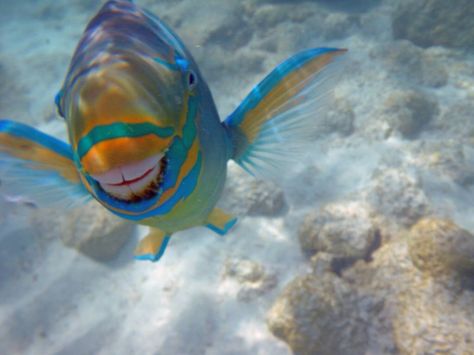 Smiling fish with teeth. So funny lol (parrot fish) they clean coral and make sand, why they seem so happy! Smiling Fish, Parrot Fish, Facts About Nature, Tropical Parrot, About Nature, Fascinating Facts, Baby Owls, Fishing Humor, Weird Animals