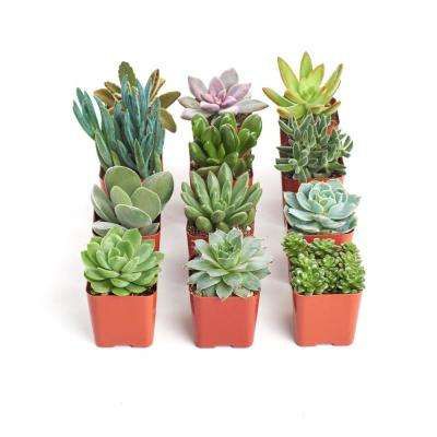 Succulents - Plants & Garden Flowers - The Home Depot Wholesale Succulents, Succulent Species, Succulent Collection, Container Architecture, Wedding Festivities, Types Of Succulents, Mini Succulents, Green Collection, Drought Tolerant Plants