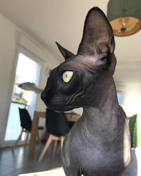 Cute Hairless Cat, Cats Tattoo, Chat Sphynx, Sphynx Cats, Kitten Drawing, Sphinx Cat, Big Ears, Hairless Cat, Sphynx Cat